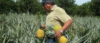 Produttori di ananas