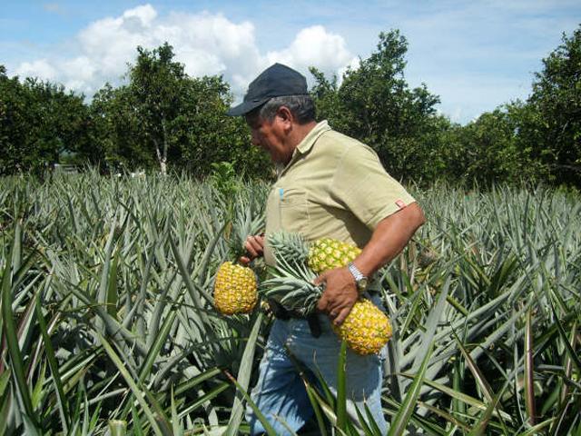 Produttori di ananas